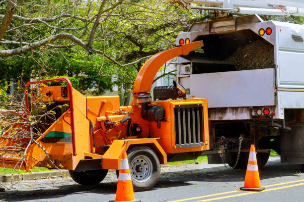 Dead Tree Removal in Cressona, PA